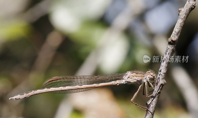 普通冬青蛱蝶(fusecma fusca